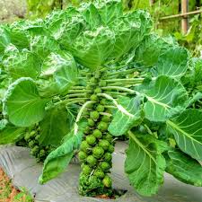 Brussel Sprouts Long Island Brassica Oleracea – Vegetable Garden Seeds
