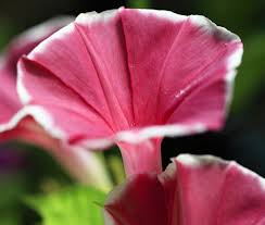 Morning Glory Ipomoea Nil – Japanese Red Picotee Flower Seeds