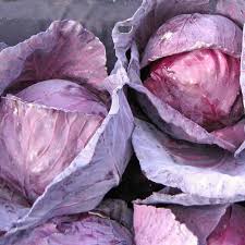 Cabbage Red Acre Brassica Oleracea – Heirloom Vegetable Garden Seeds