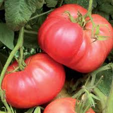 Crnkovic Yugoslavian Tomato – Heirloom Vegetable Garden Seeds