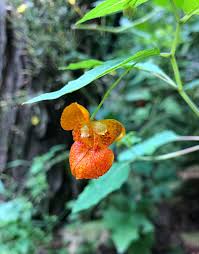 Fresh Jewelweed Impatiens Capensis Touchmenot From Organic For Lbs – Garden Flower Seeds