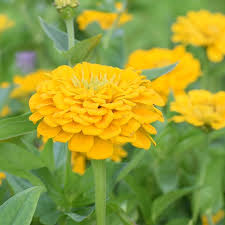 Zinnia Canary Bird Zinnia Elegans – Vibrant Garden Flower Seeds