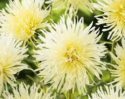 Aster Needle Unicum Yellow Callistephus Chinensis – Dwarf Garden Flower Seeds