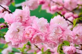 Flowering Plum Prunus Triloba – Bonsai Tree Seeds