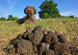 Premium Truffle Culture for Cultivation