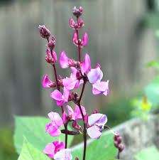 Lablab Beans Seeds Hyacinth Bean Exotic Climber Seeds - Climbing