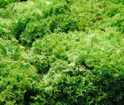 Lettuce Looseleaf Green Ice Lactuca Sativa – Vegetable Garden Seeds