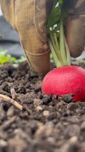 Cherry Belle Radish Seeds to Grow Your Own Food