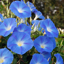 Kikyo Sky Blue – Garden Flower Seeds