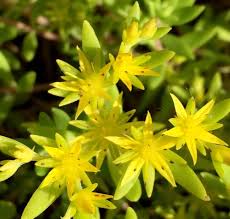 Sedum Gold Moss Stonecrop Sedum Acre – Succulent Groundcover Seeds