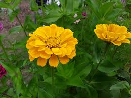 Zinnia Canary Bird Zinnia Elegans – Vibrant Garden Flower Seeds