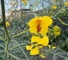Western Buttercup – Long Blooming Field Flower Seeds