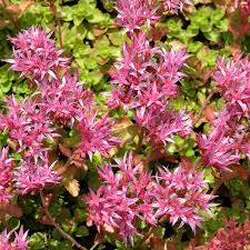Sedum Purple Carpet Stonecrop Sedum Spurium Coccineum – Low-Growing Ornamental Garden Seeds
