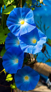 Water Moon Suigetsu – Garden Flower Seeds