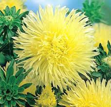 Aster Needle Unicum Yellow Callistephus Chinensis – Dwarf Garden Flower Seeds