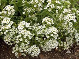 Alyssum Carpet of Snow Lobularia Maritima – Perennial Groundcover Flower Seeds