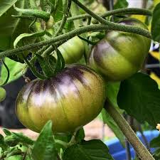 King of Siberia Tomato – Cold-Tolerant Heirloom Vegetable Seeds