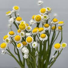 Ammobium Alatum Grandiflorum – Hardy Garden Flower Seeds