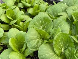 Choy Sum Gunsho – Fast Growing Asian Green Vegetable Seeds