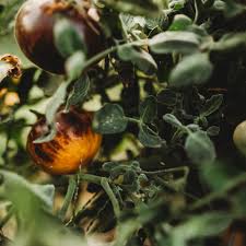 Wooly Kate Yellow Tomato – Heirloom Vegetable Seeds