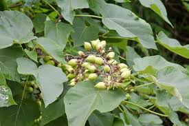 Royal Empress Tree – Perennial Fruit Seeds