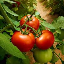 Marglobe Tomato – Heirloom Vegetable Seeds
