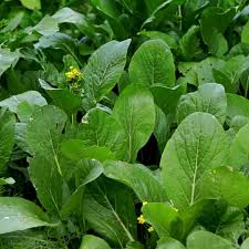 Asian Yu Choy Choi Sum – Chinese Flowering Cabbage Vegetable Seeds