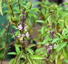 Thai Basil Seeds – Garden Herb Seeds
