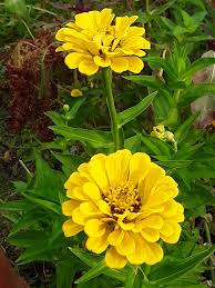 Zinnia Canary Bird Zinnia Elegans – Vibrant Garden Flower Seeds