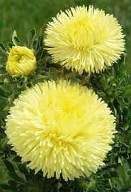 Aster Needle Unicum Yellow Callistephus Chinensis – Dwarf Garden Flower Seeds