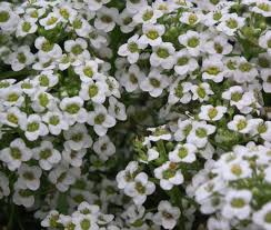 Alyssum Carpet of Snow Lobularia Maritima – Perennial Groundcover Flower Seeds