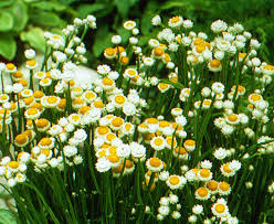 Ammobium Alatum Grandiflorum – Hardy Perennial Garden Flower Seeds