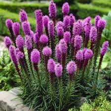 Blazing Star Gayfeather Liatris Spicata – Tall Perennial Flower Seeds