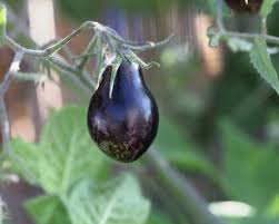 Blue Keyes Tomato Solanum Lycopersicum – Hardy Vegetable Garden Seeds