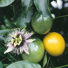 Passiflora Edulis Flavicarpa – Yellow Passionfruit Vine Seeds