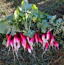 French Breakfast Summer Radish Seeds for Planting ( Seeds)