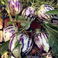 Pepino ‘Vista Striped’ Seeds – Heirloom, Non-GMO, Striped Melon-Pear Variety for Planting