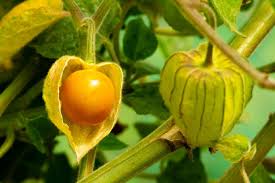 Ground Cherry Physalis Peruviana – Cape Gooseberry Vegetable Seeds