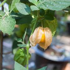 Ground Cherry Physalis Peruviana – Cape Gooseberry Vegetable Seeds