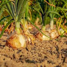 Onion Sweet Spanish Yellow Allium Cepa – Vegetable Garden Seeds