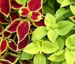 Coleus Fuseables Chocolate Symphony Solenostemon Scutellarioides – Colorful Foliage Garden Seeds