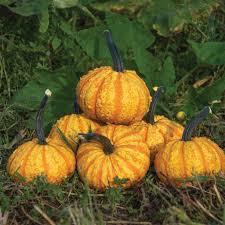 Warty Gnome Mini Pumpkin Seeds for Planting