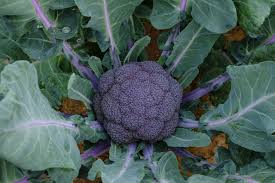 Rare Giant Russian – Garden Vegetable Seeds