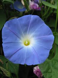 Violet Hige Ipomoea – Garden Flower Seeds