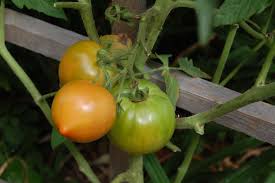 Candy of the Forbidden City Tomato – Heirloom Vegetable Seeds