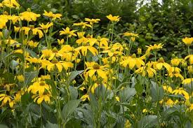 Wild Golden Glow Rudbeckia Laciniata – Colorful Wildflower Garden Seeds
