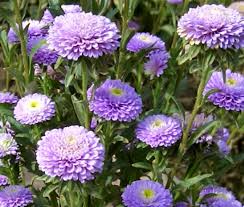 Aster Pompon Light Blue Callistephus Chinensis – Dwarf Pompon Garden Flower Seeds