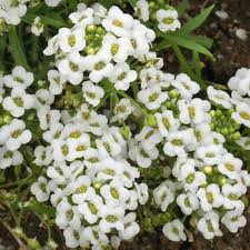 Alyssum Carpet of Snow Lobularia Maritima – Perennial Groundcover Flower Seeds