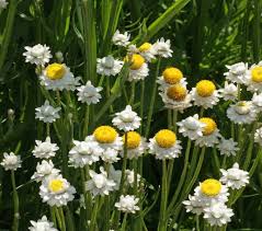 Ammobium Alatum Grandiflorum – Hardy Perennial Garden Flower Seeds