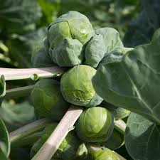 Brussel Sprouts Long Island Brassica Oleracea – Vegetable Garden Seeds